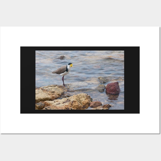 Plover Wall Art by fotoWerner